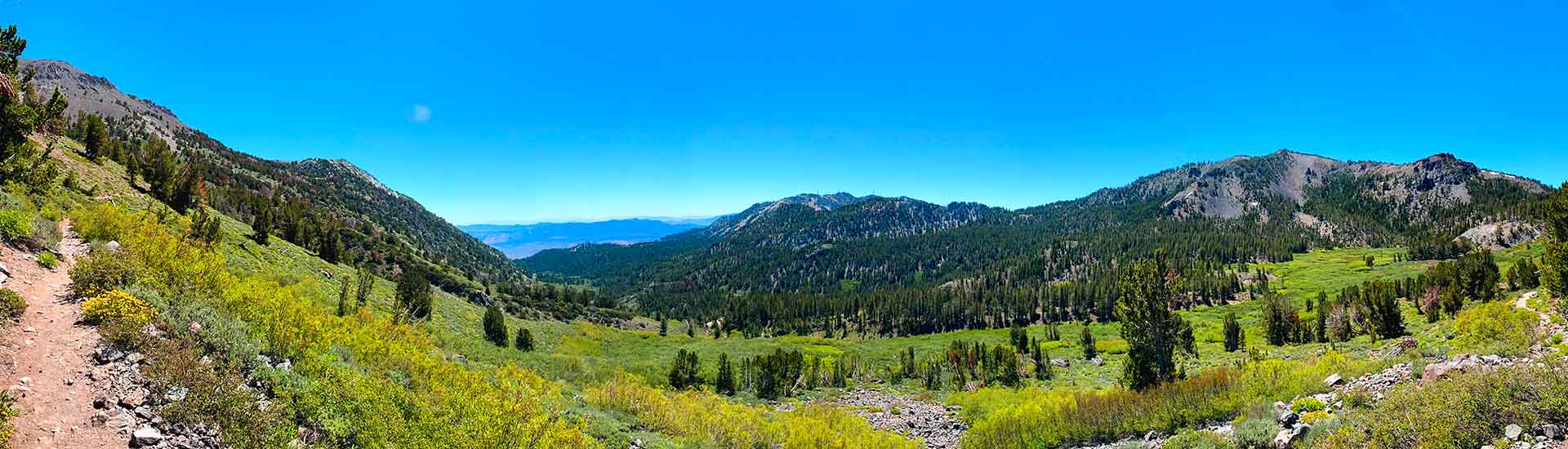 Picture of beautiful meadow